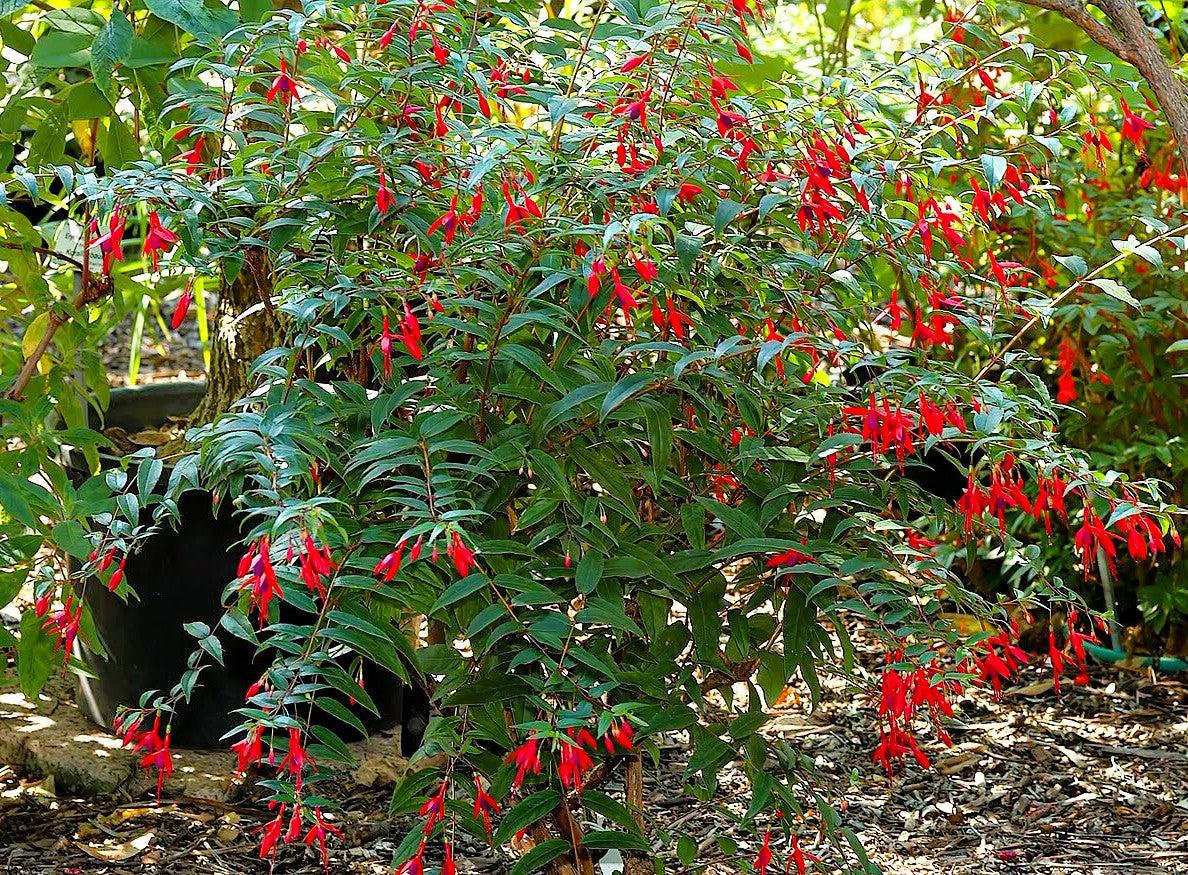 Fuchsia regia