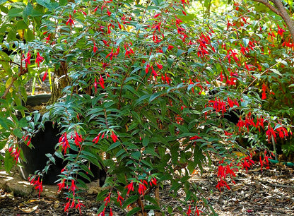 Fuchsia regia