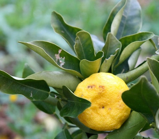 Agrume rustique - Hana yuzu
