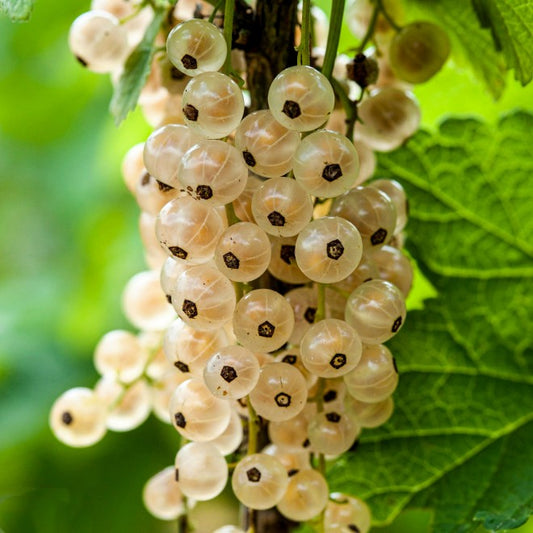 Groseillier - Versaillaise blanche