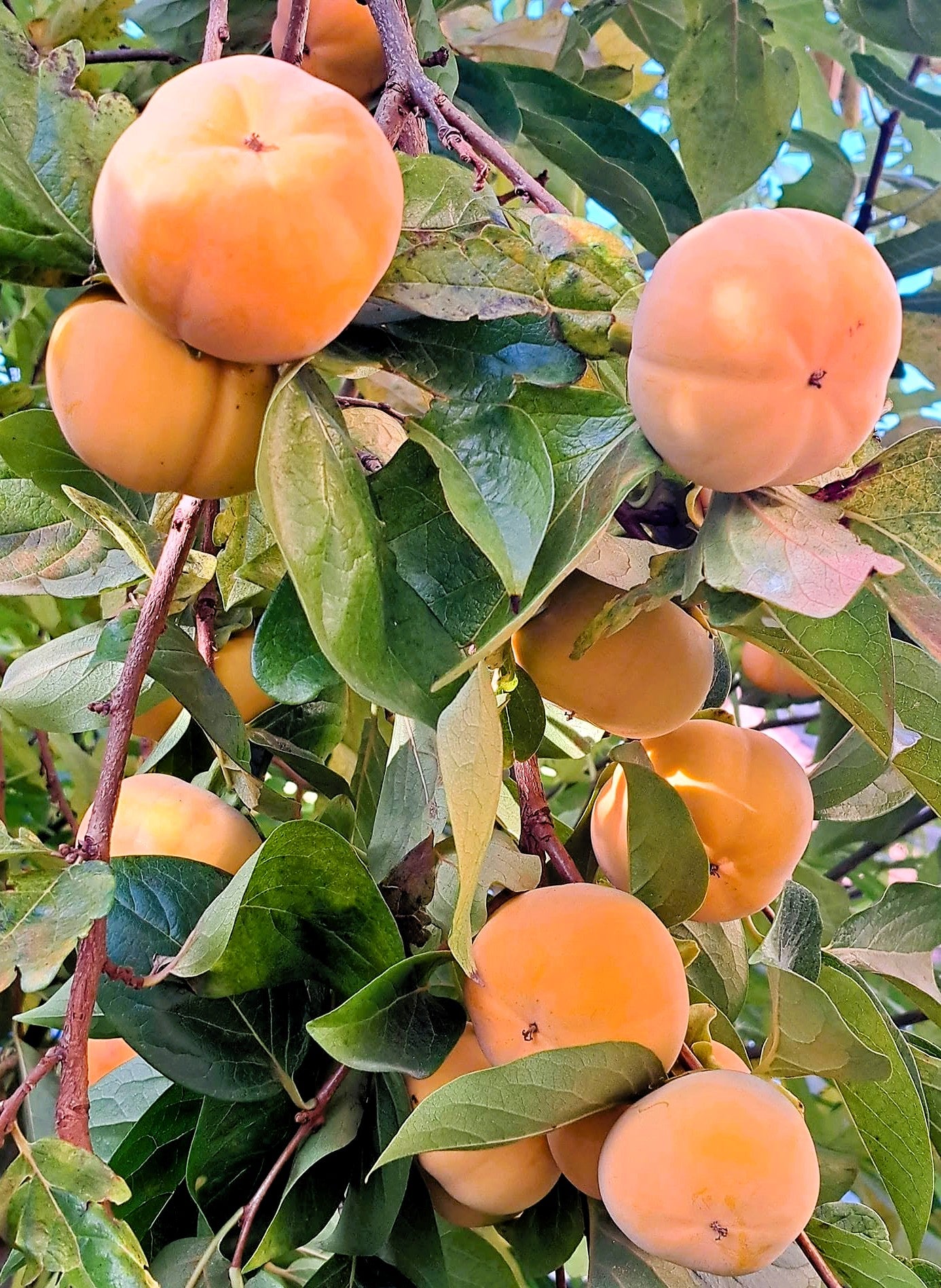Kaki - Hana fuyu