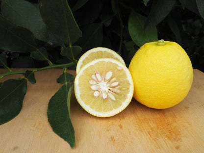 Agrume rustique - Ichang lemon