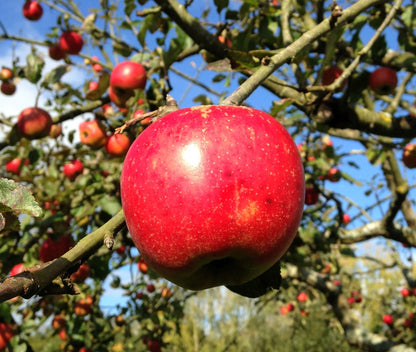 Pommier - Jubile