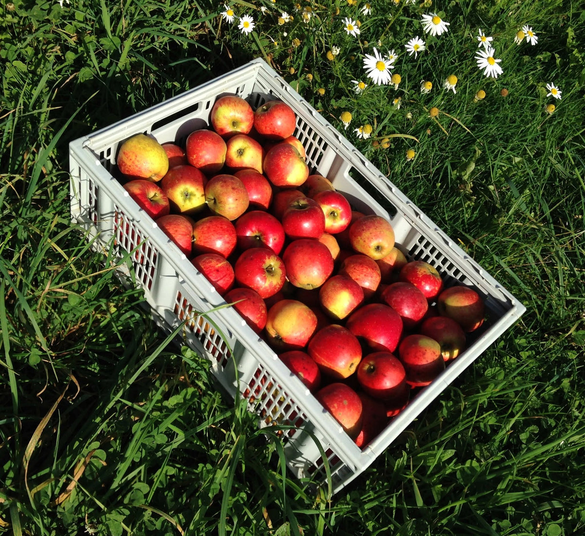 Pommier - Jubile