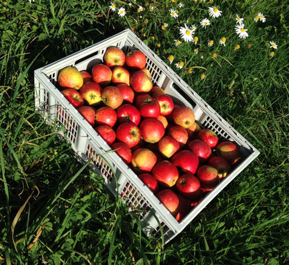 Pommier - Jubile