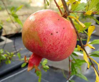 Grenadier - Kazake
