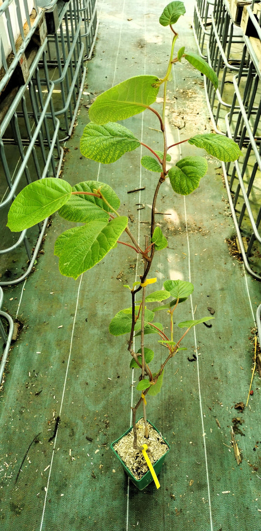 Kiwi - Tomuri (mâle)