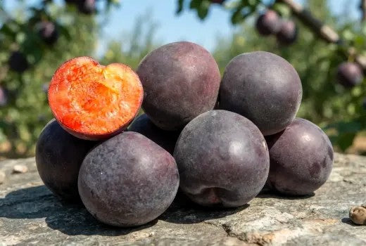 Pluot - Cierna mahrula (Abricotier noir)