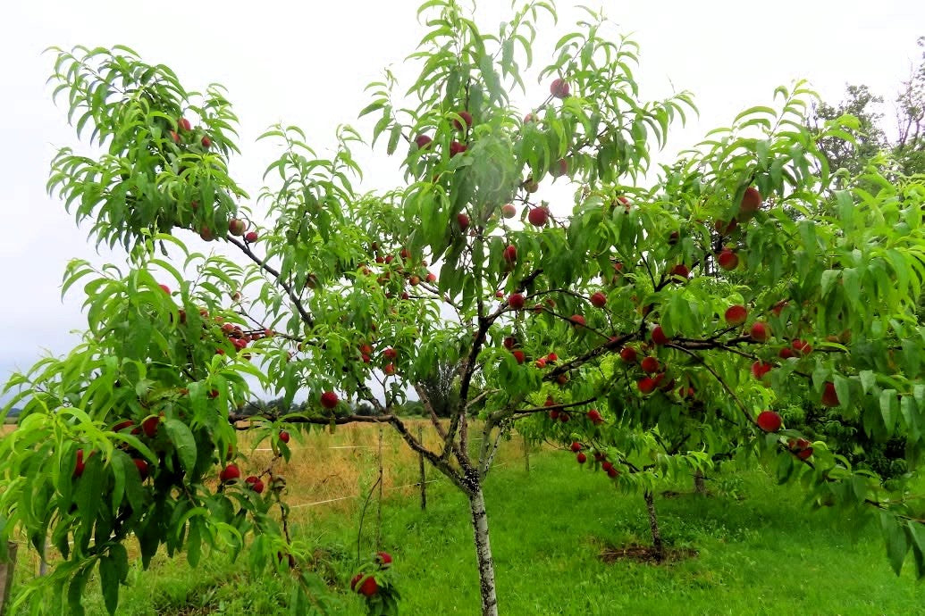 Pêcher - Amsden