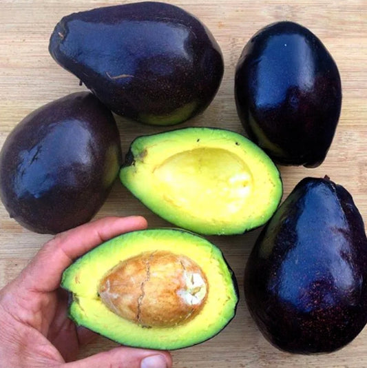 Avocatier mexicain (de semis)