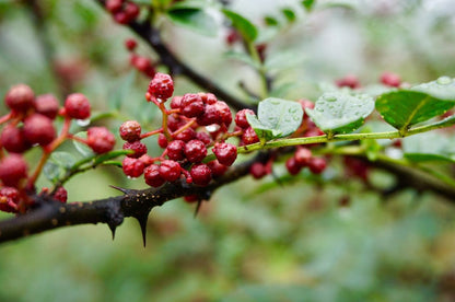Poivrier du Sichuan