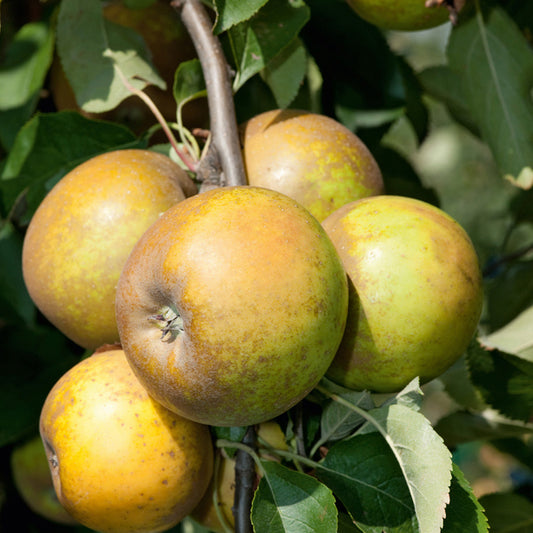 Pommier - De l'Estre (Sainte Germaine)