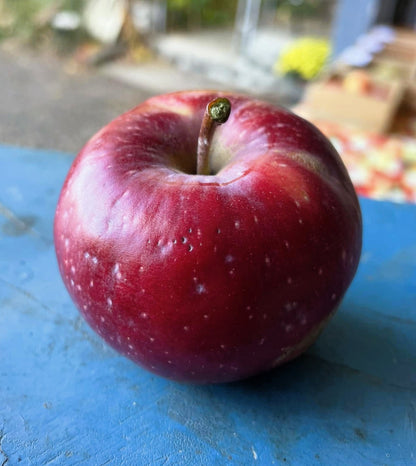 Pommier - Querina